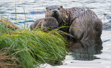 River otters in Yellowstone