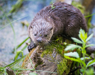 River otters in Yellowstone
