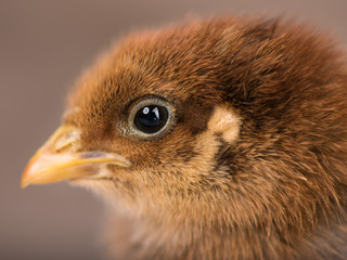 Baby chicken in poultry farm. Cute little newborn brown chick - close up portrait. Newly hatched bird on a chicken farm.