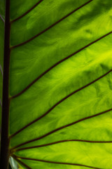 close-up of fresh green leaf as background.