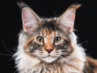 Portrait of domestic tortoiseshell Maine Coon kitten. Fluffy kitty on black background. Adorable...