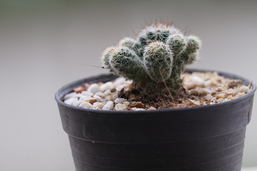 Short trees are suitable for small offices such as offices.