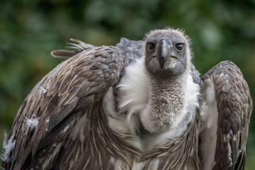 Vulture close up, bird of prey