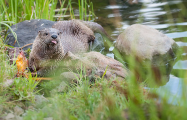 River otters in Yellowstone