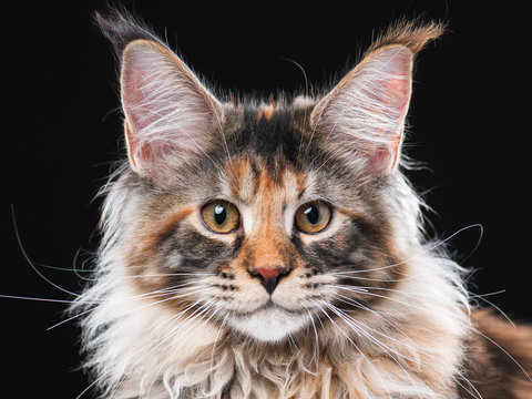 Portrait of domestic tortoiseshell Maine Coon kitten. Fluffy kitty on black background. Adorable curious young cat looking at camera.