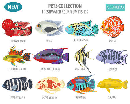 Freshwater aquarium fishes breeds icon set flat style isolated on white. Cichlids. Create own infographic about pets