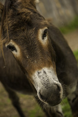 Fototapeta premium Donkey