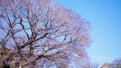 large sakura or ginkgo  tree without leaves wih blue beautiful sky background at osaka park japan in autumn season