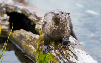 River otters in Yellowstone