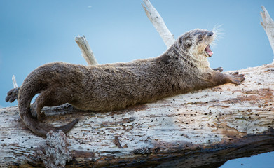 River otters in Yellowstone