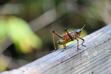A Macro Shot of a Florida Grasshopper on a Boardwalk Post with a Natural Background