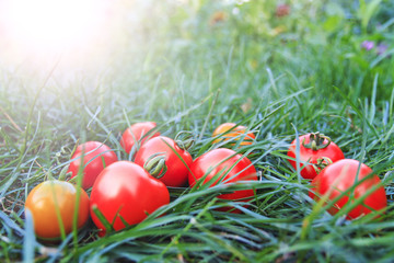 Red tomatoes grown in their own garden