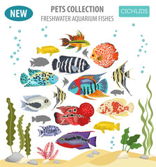 Freshwater aquarium fishes breeds icon set flat style isolated on white. Cichlids. Create own infographic about pets
