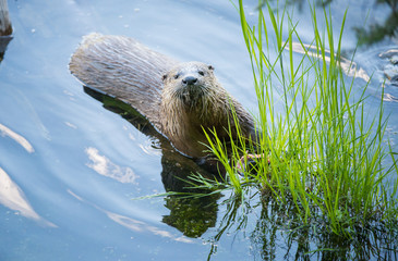 River otters in Yellowstone