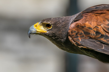 Harris hawk close up, bird of prey