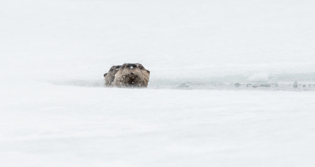 River otters in the winter