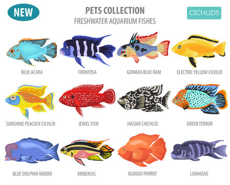Freshwater aquarium fishes breeds icon set flat style isolated on white. Cichlids. Create own infographic about pets