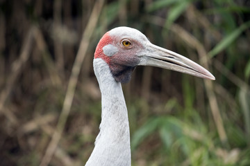 brolga