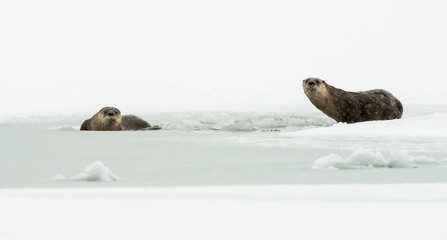 Fototapeta premium River otters in the winter