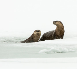 River otters in the winter