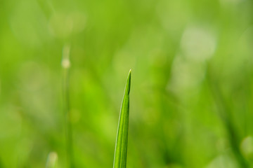 One Blade of Grass Macro, All Alone
