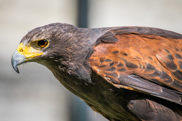 Harris hawk close up, bird of prey