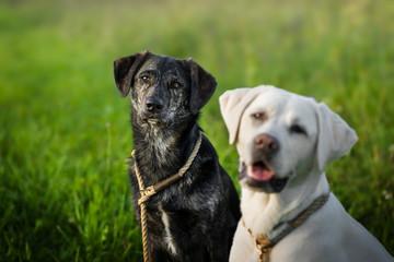 Zwei junge labrador retriever Hunde Welpen auf einer grünen wiese - portrait