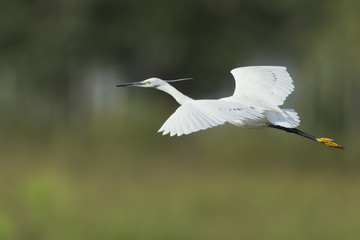 garzetta in volo