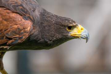 Harris hawk close up, bird of prey