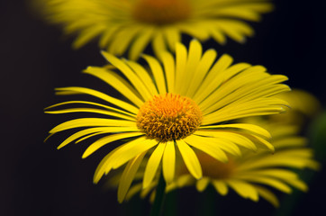 Yellow chrysanthemum flower on a dark background.