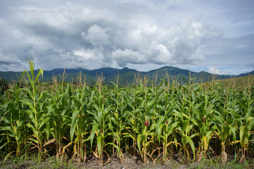 Agricultural Green corn field on hill with blue sky