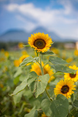 Fototapeta premium Sonnenblume und blauer Himmel