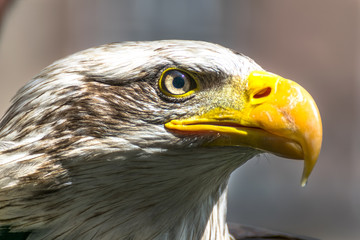 Bald eagle close up, bird of prey