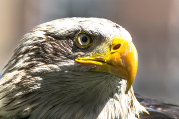 Bald eagle close up, bird of prey
