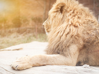 big male lion sit on floor with soft focus forest background
