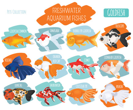 Freshwater aquarium fishes breeds icon set flat style isolated on white. Goldfish. Create own infographic about pets
