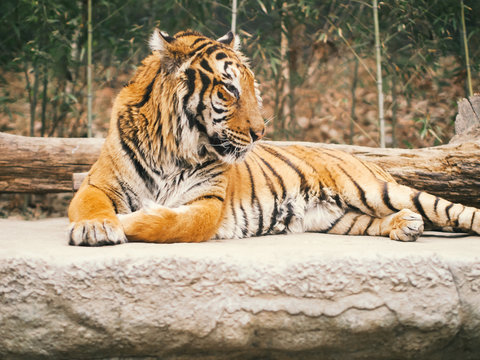 bengal tiger sit on floor with soft focus forest background