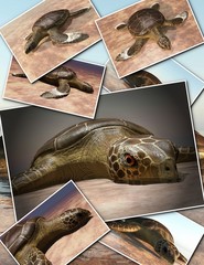 Sea turtle laying eggs on the beach - collage 3d rendering