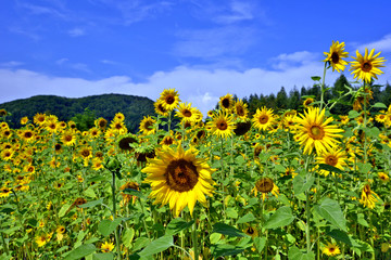 Yellow sunflower against a blue cloudy sky