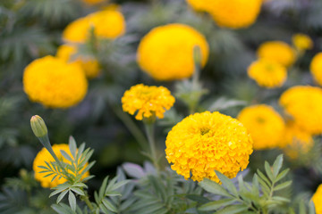 Marigold flowers in garden