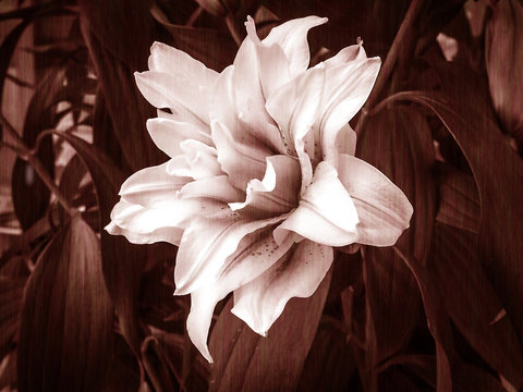 The Big Flower In Black And White Tone,grainy Film Style,glamour Glow Tone,abstract Art Design,fiber Filter Design.