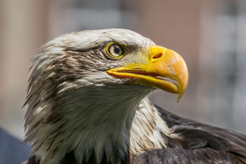 Bald eagle close up, bird of prey