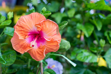 Red hibiscus flower in garden