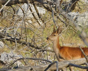 Young cute red deer  shot at the Parnitha mountain Greece.