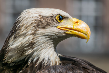 Bald eagle close up, bird of prey