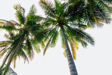 Leaves coconut trees on isolated white background