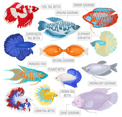 Freshwater aquarium fishes breeds icon set flat style isolated on white. Labyrinth fishes: betta, gourami. Create own infographic about pets