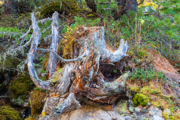 Tree stump