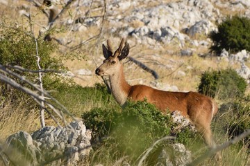 Portrait of a young red deer.