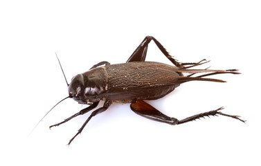 Gryllus campestris in studio